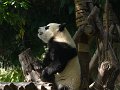 Pandas (043)